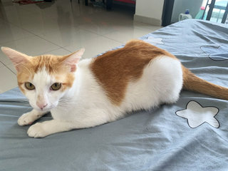 Dasho  - Domestic Short Hair + Domestic Medium Hair Cat