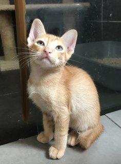 Azrael - Domestic Short Hair Cat