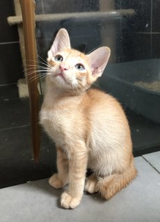 Azrael - Domestic Short Hair Cat