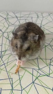 Mimi &amp; Kiki - Short Dwarf Hamster Hamster