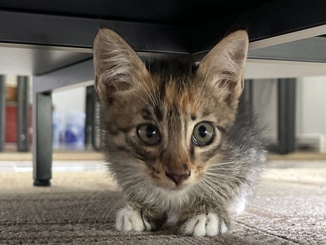 Rocky - Calico Cat