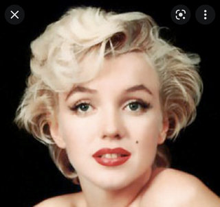 Marilyn - Calico + Domestic Short Hair Cat