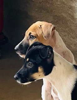 Bro &amp; Sis - Mixed Breed Dog