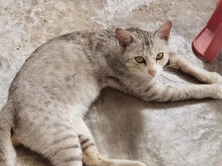 Mars - American Shorthair + Domestic Short Hair Cat