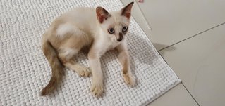 Sandy - Domestic Medium Hair Cat