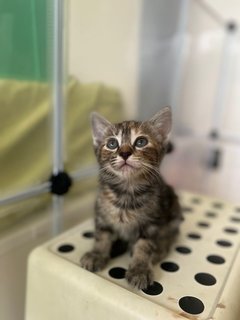 Lil Einstein, Coco &amp; Other Kittens  - Domestic Short Hair Cat