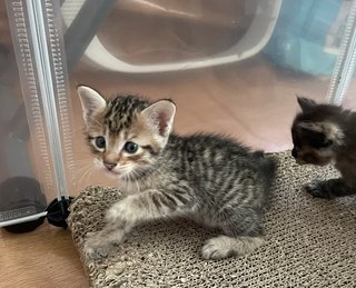 Lil Einstein, Coco &amp; Other Kittens  - Domestic Short Hair Cat