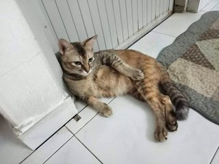 Fafa - Domestic Short Hair Cat