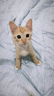 Chizu - Domestic Short Hair Cat