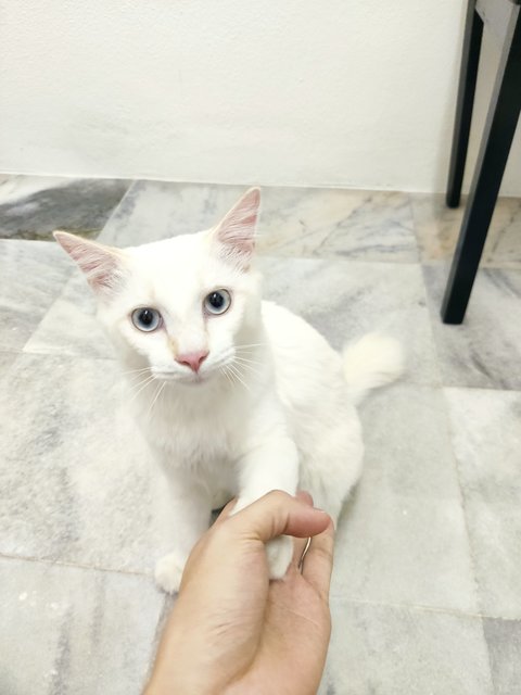 Meng Meng - Domestic Medium Hair Cat