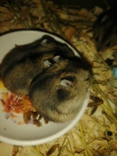 PF116488 - Short Dwarf Hamster Hamster