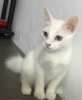 Cottonball - Domestic Medium Hair Cat