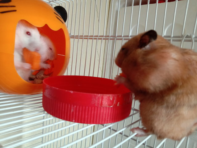 3 Hammy Brothers - Syrian / Golden Hamster Hamster