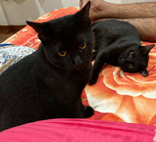 Salem And Toby - Domestic Medium Hair + Domestic Short Hair Cat