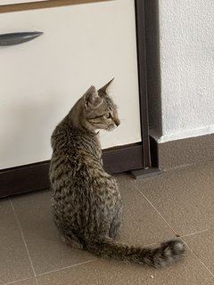 PF116522 - Domestic Short Hair Cat