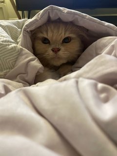 Suri - Persian Cat