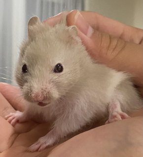 Syrian Hamsters - Syrian / Golden Hamster Hamster