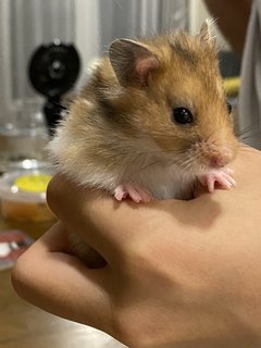 Syrian Hamsters - Syrian / Golden Hamster Hamster