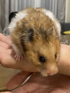 Syrian Hamsters - Syrian / Golden Hamster Hamster