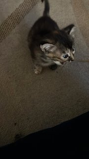 4 Kittens - Domestic Short Hair Cat