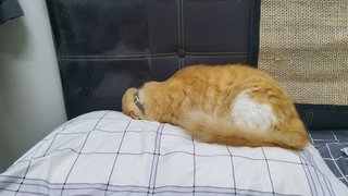 Mr Punai - Domestic Medium Hair Cat