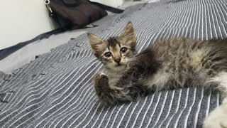 Cik Minah  - Domestic Medium Hair Cat