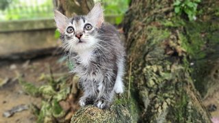 Cik Minah  - Domestic Medium Hair Cat