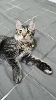 Cik Minah  - Domestic Medium Hair Cat