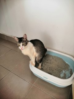 Lea - Domestic Short Hair Cat