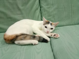 Chaya - Domestic Short Hair Cat