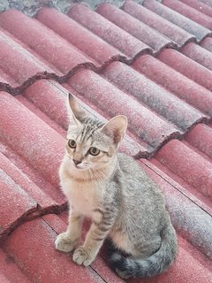 PF116645 - Domestic Short Hair Cat