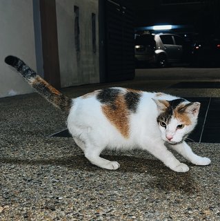 Scarlett Johansson - Calico Cat