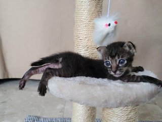 Harimeow🐾 - Domestic Short Hair Cat