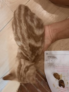 Cremerio - Bengal Cat