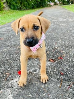 Maple - Labrador Retriever + Black Mouth Cur Dog