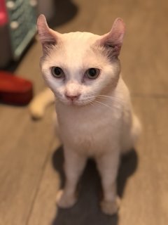 Geal - Domestic Short Hair Cat
