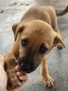 1 Female Pup To Adopt - Mixed Breed Dog