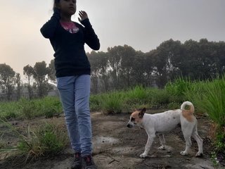 Maximus - Jack Russell Terrier Mix Dog