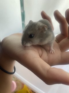 Mr Bean And Stitch - Roborovsky's Hamster + Short Dwarf Hamster Hamster