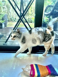 Ruby  - Domestic Medium Hair Cat