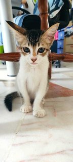 Niaoniao - Domestic Medium Hair Cat