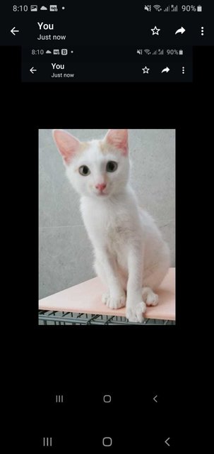 Shiro  - Domestic Short Hair Cat