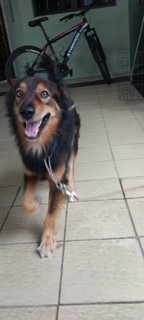 Rudy - Mixed Breed Dog