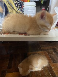 Kento - Domestic Medium Hair + Domestic Long Hair Cat