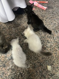 3 Kitten - Domestic Short Hair + Siamese Cat