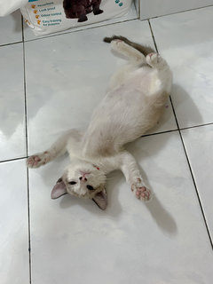 Kitty - Siamese + Domestic Short Hair Cat