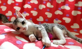 Ozzy  - Domestic Short Hair Cat