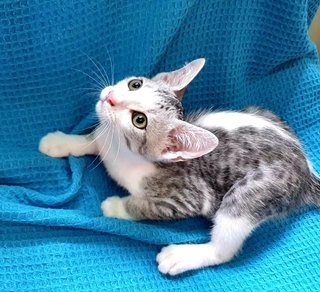Ozzy  - Domestic Short Hair Cat