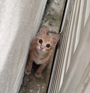 Tigger - Domestic Short Hair + Tabby Cat