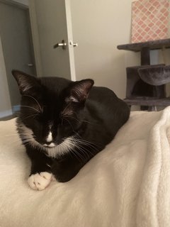 Anangs - Domestic Short Hair + Tuxedo Cat